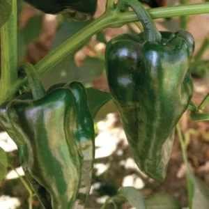 Trident Poblano Pepper Plants SET 2 - Hot Pepper Plants 4-6 Inch Tall