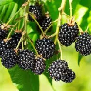 Triple Crown Blackberry Plant - Thornless Rubus Starter Plant - Bare Root Fruit Bush