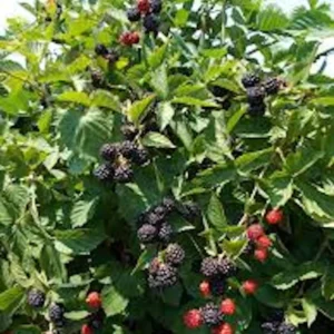 Triple Crown Blackberry Plant - Thornless Rubus Starter Plant - Bare Root Fruit Bush