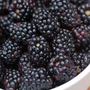 Triple Crown Blackberry Plant - Thornless Rubus Starter Plant - Bare Root Fruit Bush