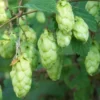 Triple Pearl Hops Live Plant - 4" Pot Perennial Beermaking Humulus Lupus