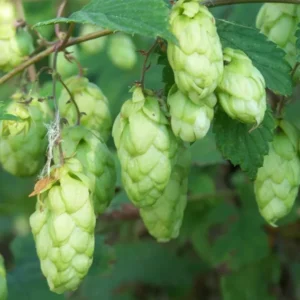 Triple Pearl Hops Live Plant - 4