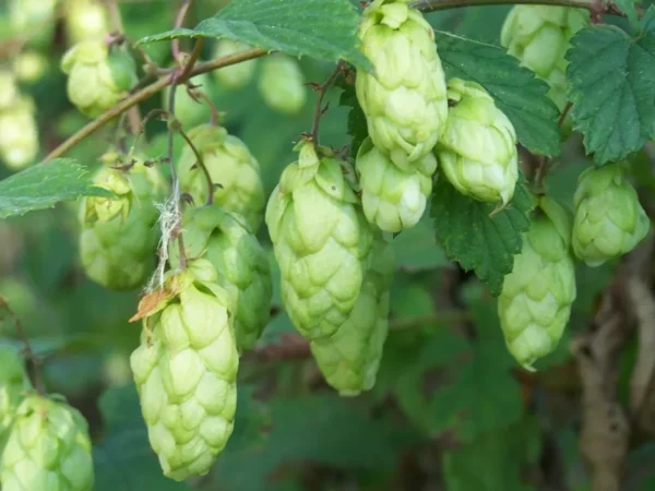 Triple Pearl Hops Live Plant - 4" Pot Perennial Beermaking Humulus Lupus