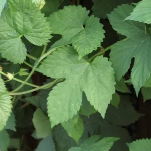 Triple Pearl Hops Live Plant - 4