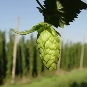 Triple Pearl Hops Live Plant - 4