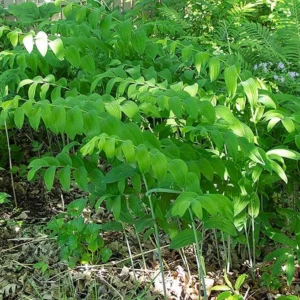 True Solomon's Seal Plant - 10 Bare Root Polygonatum Biflorum Wildflower Native Organic Transplant