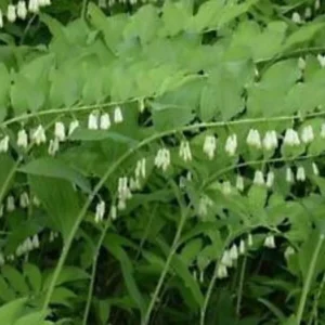 True Solomon's Seal Plant - 10 Bare Root Polygonatum Biflorum Wildflower Native Organic Transplant