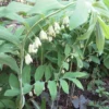 True Solomon's Seal Plant - 10 Bare Root Polygonatum Biflorum Wildflower Native Organic Transplant