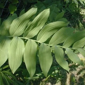 True Solomon's Seal Plant - 10 Bare Root Polygonatum Biflorum Wildflower Native Organic Transplant