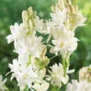 Tuberose Bulbs Single Mexican - Large Fragrant Clump Polianthes Tuberosa
