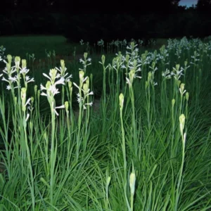 Tuberose Bulbs Single Mexican - Large Fragrant Clump Polianthes Tuberosa
