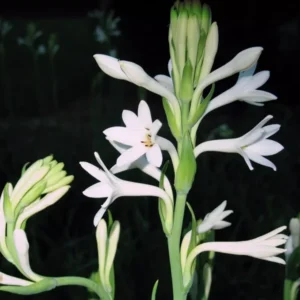 Tuberose Bulbs Single Mexican - Large Fragrant Clump Polianthes Tuberosa