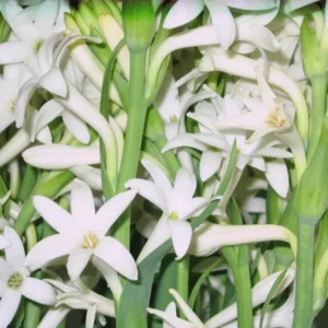Tuberose Bulbs Single Mexican - Large Fragrant Clump Polianthes Tuberosa