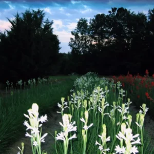 Tuberose Bulbs Single Mexican - Large Fragrant Clump Polianthes Tuberosa