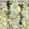 Tuberose Double Pearl Bulbs - Fragrant Polianthus Tuberosa Large Clump White Flowers