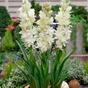 Tuberose Double Pearl Bulbs - Fragrant Polianthus Tuberosa Large Clump White Flowers