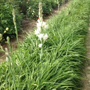 Tuberose Double Pearl Bulbs - Fragrant Polianthus Tuberosa Large Clump White Flowers