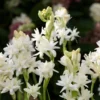 Tuberose Double Pearl Bulbs - Fragrant Polianthus Tuberosa Large Clump White Flowers