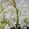 Tuberose Large Bulbs - Single Mexican Polianthus Tuberosa - 6 Fragrant Bulbs - White Flower