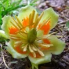 Tulip Tree - 6-12 Inch Potted Plant - Ready to Bloom