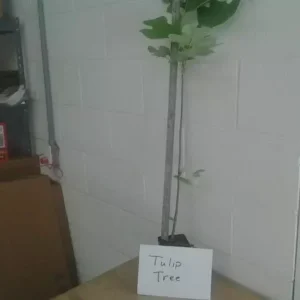 Tulip Tree - 6-12 Inch Potted Plant - Ready to Bloom