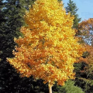 Tulip Tree - 6-12 Inch Potted Plant - Ready to Bloom
