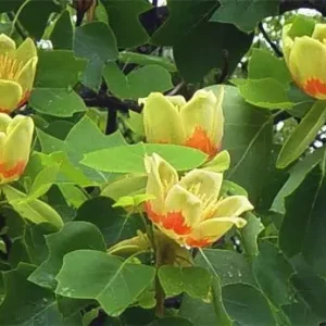Tulip Tree - 6-12 Inch Potted Plant - Ready to Bloom