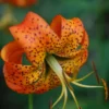 Turk's Cap Lily Superbum - 5 Bulbs - Flowering Lily Bulbs