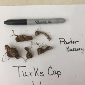 Turk's Cap Lily Superbum - 5 Bulbs - Flowering Lily Bulbs