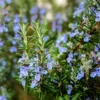 Tuscan Blue Rosemary Plant - Live Herb - 25 to 30 inch - Fragrant