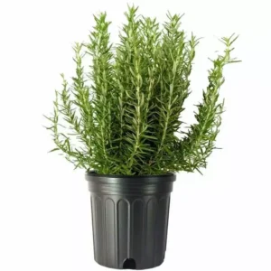 Tuscan Blue Rosemary Plant - Live Herb - 25 to 30 inch - Fragrant