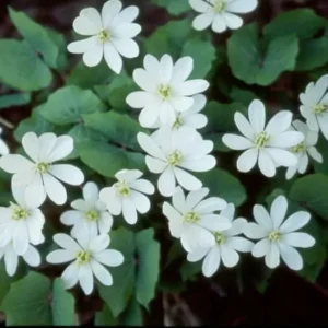 Twinleaf Plants - 15 Bare Roots Perennial Jeffersonia Diphylla - Wildflower Organic Bulbs for Planting