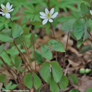 Twinleaf Plants - 15 Bare Roots Perennial Jeffersonia Diphylla - Wildflower Organic Bulbs for Planting
