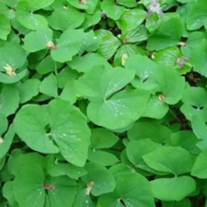 Twinleaf Plants - 15 Bare Roots Perennial Jeffersonia Diphylla - Wildflower Organic Bulbs for Planting