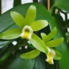 Vanilla Bean Orchid Plant - Vanilla Planifolia Vine - Sunshine State Vanilla - Fruit Vine