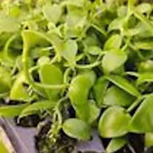 Vanilla Bean Orchid Plant - Vanilla Planifolia Vine - Sunshine State Vanilla - Fruit Vine