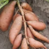 Vardaman Sweet Potato Slips 10 Plants - Orange Bush Variety - Non GMO
