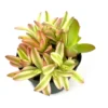 Variegated Campfire Succulent Crassula Campfire, 4 inch Potted Plant