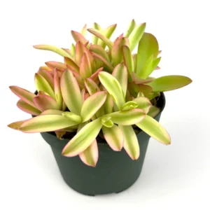 Variegated Campfire Succulent Crassula Campfire, 4 inch Potted Plant