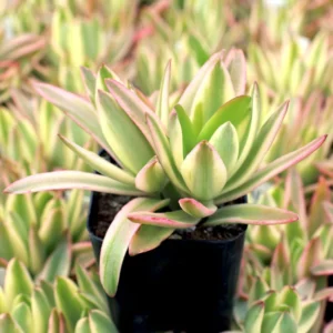 Variegated Campfire Succulent Crassula Campfire, 4 inch Potted Plant