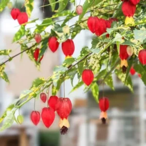 Variegated Chinese Lantern Abutilon Live Plant - Rare Flowering Maple Well Rooted Plug