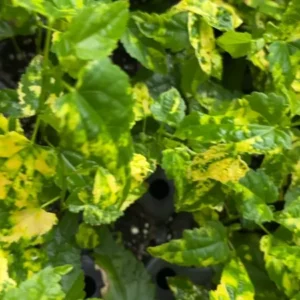 Variegated Chinese Lantern Abutilon Live Plant - Rare Flowering Maple Well Rooted Plug