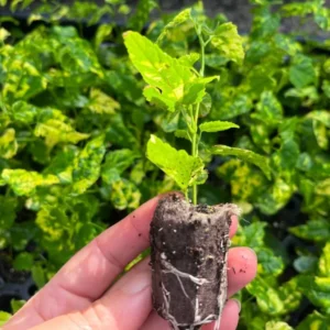 Variegated Chinese Lantern Abutilon Live Plant - Rare Flowering Maple Well Rooted Plug