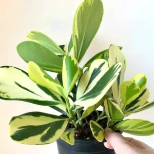 Variegated Clusia Rosea Seedling - Live Plant 1.5ft - Gallon Pot