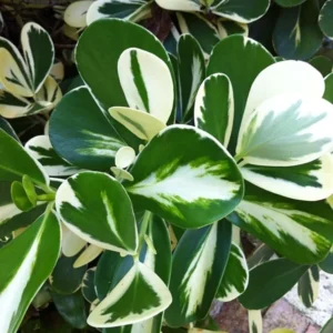 Variegated Clusia Rosea Seedling - Live Plant 1.5ft - Gallon Pot