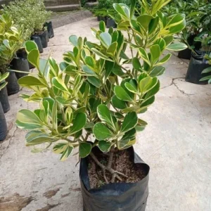 Variegated Clusia Rosea Seedling - Live Plant 1.5ft - Gallon Pot