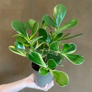 Variegated Clusia Rosea Seedling - Live Plant 1.5ft - Gallon Pot