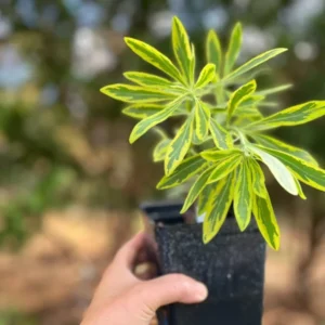 Variegated Euphorbia Ascot Rainbow Live Plant - 4