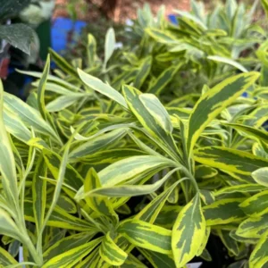 Variegated Euphorbia Ascot Rainbow Live Plant - 4