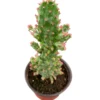 Variegated Joseph's Coat Cactus Plant - Opuntia Monacantha Variegata - 2 Inch Pot